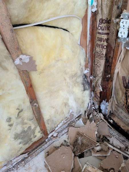 Microbial growth inside a basement wall in Brier found during water damage cleanup
