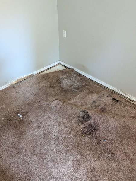 Water-damaged carpet in a Brier basement before cleanup