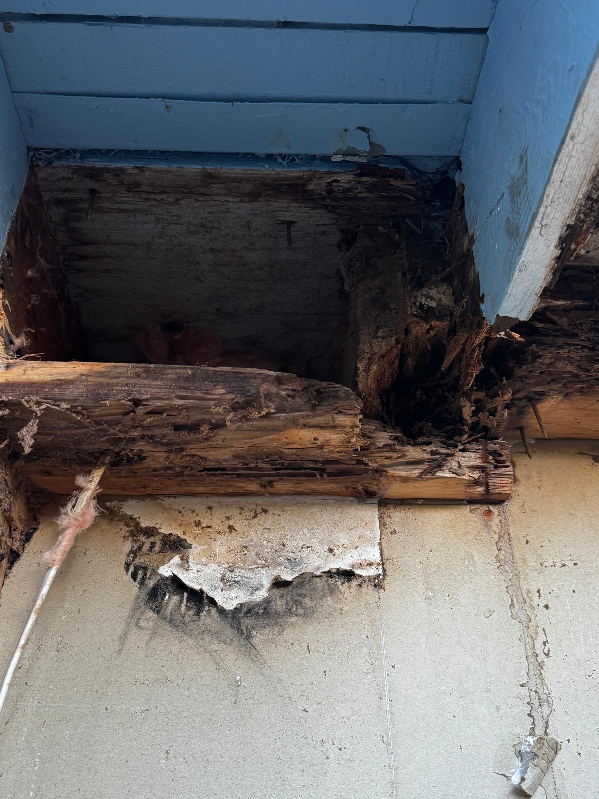 Severely rotted structural beam with mold staining found during wall repair in Redmond WA