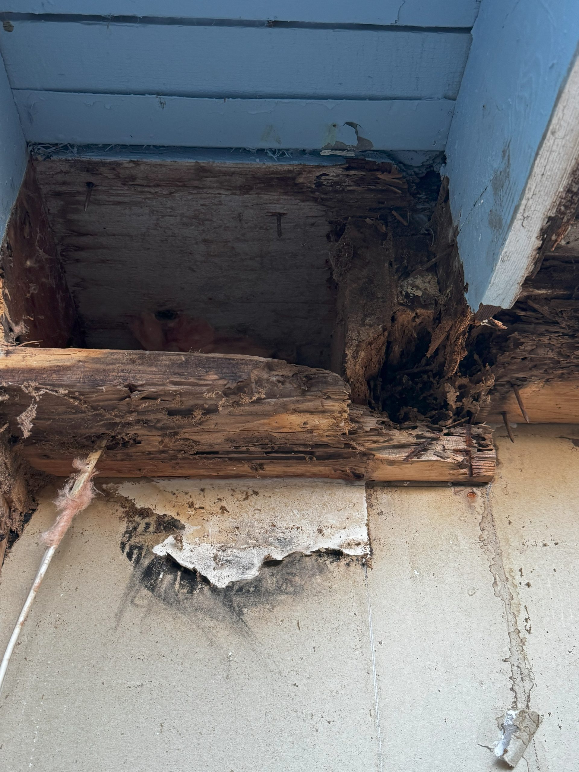 Close-up of rotted bottom plate and mold damage in wall framing in Redmond WA